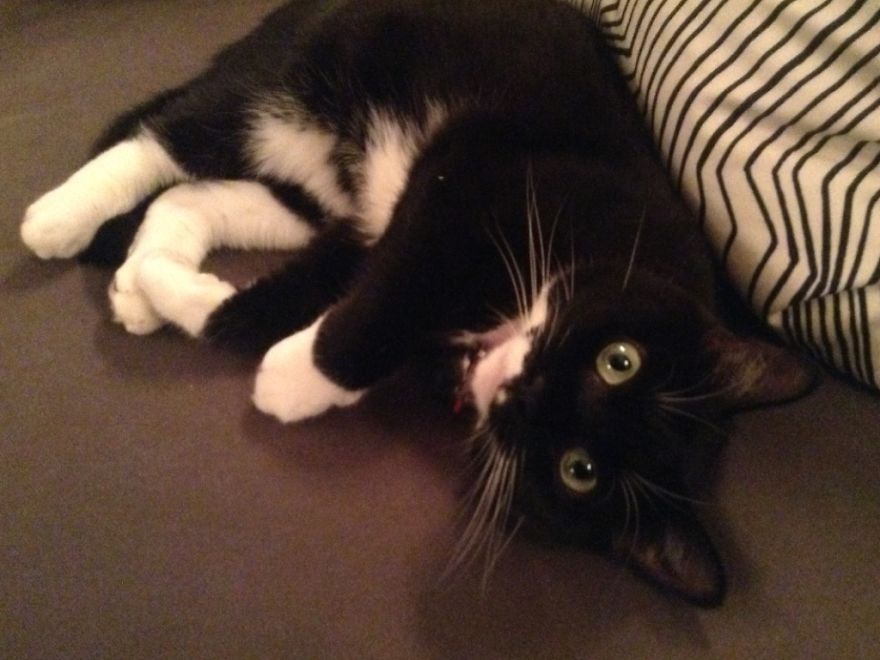 We Met Our Cat's Rescuers, And Yes, There Were Tears! We Met Our Cat's Rescuers, And Yes, There Were Tears!