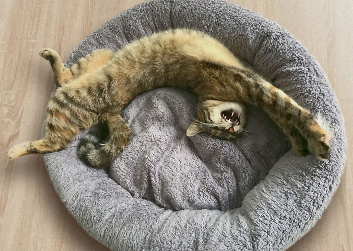 My Cat Witha Yawning After Sleeping In The Sun Without Her Spine :d