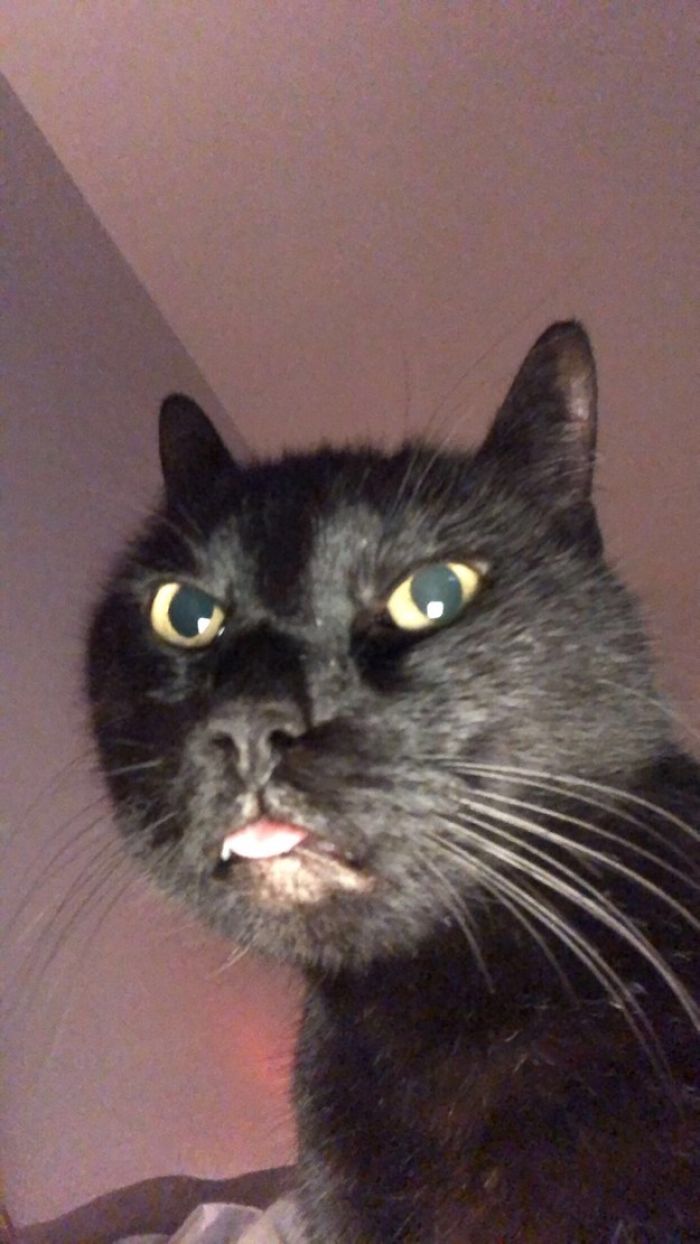 Least-Flattering-Pets