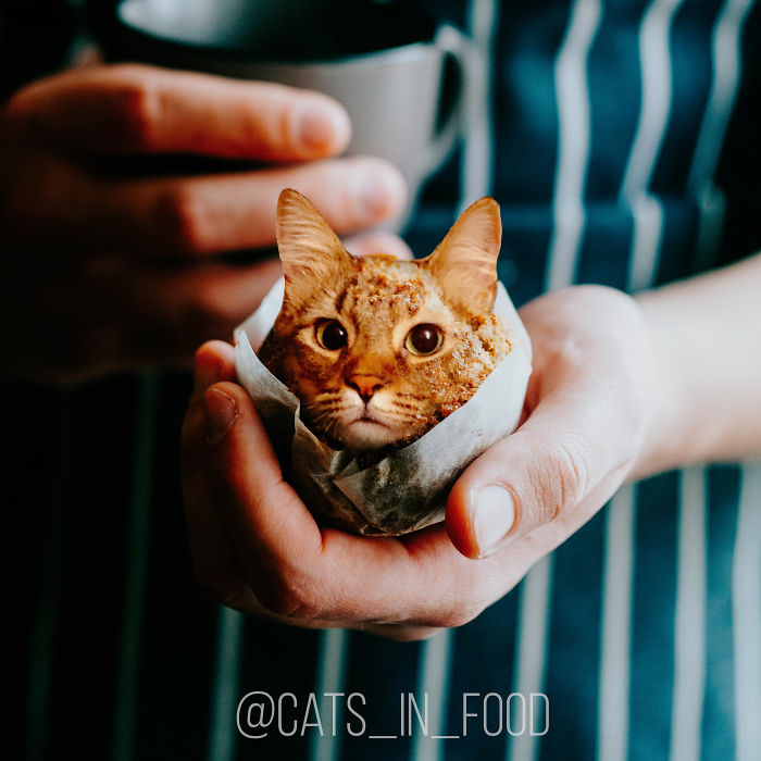 Cats In Food Photoshop