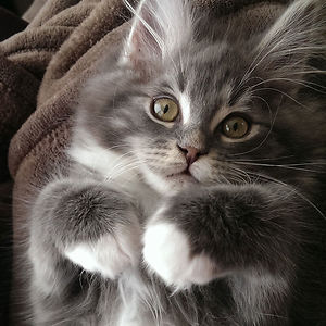 imonlyhereforthechips avatar