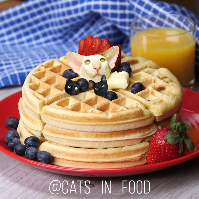 Cats In Food Photoshop