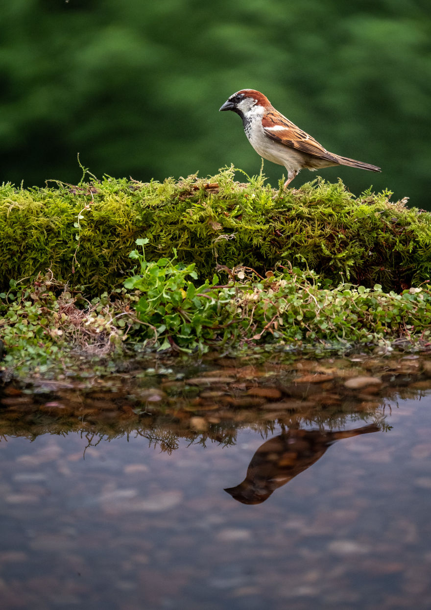 After Getting Criticized For Bird Photos I Started Setting Up Photo Stages For Them (16 Pics)