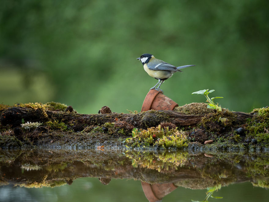 After Getting Criticized For Bird Photos I Started Setting Up Photo Stages For Them (16 Pics)