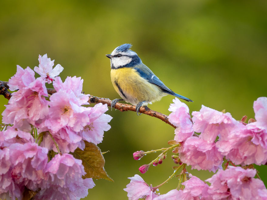 After Getting Criticized For Bird Photos I Started Setting Up Photo Stages For Them (16 Pics)