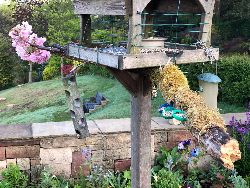 After Getting Criticized For Bird Photos I Started Setting Up Photo Stages For Them (16 Pics) After Getting Criticized For Bird Photos I Started Setting Up Photo Stages For Them (16 Pics)