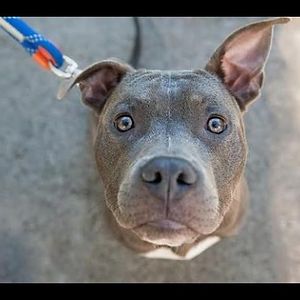 danielchavez_1 avatar