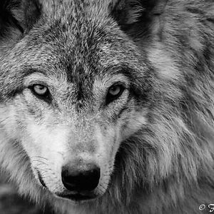 angelika_cierlicka avatar