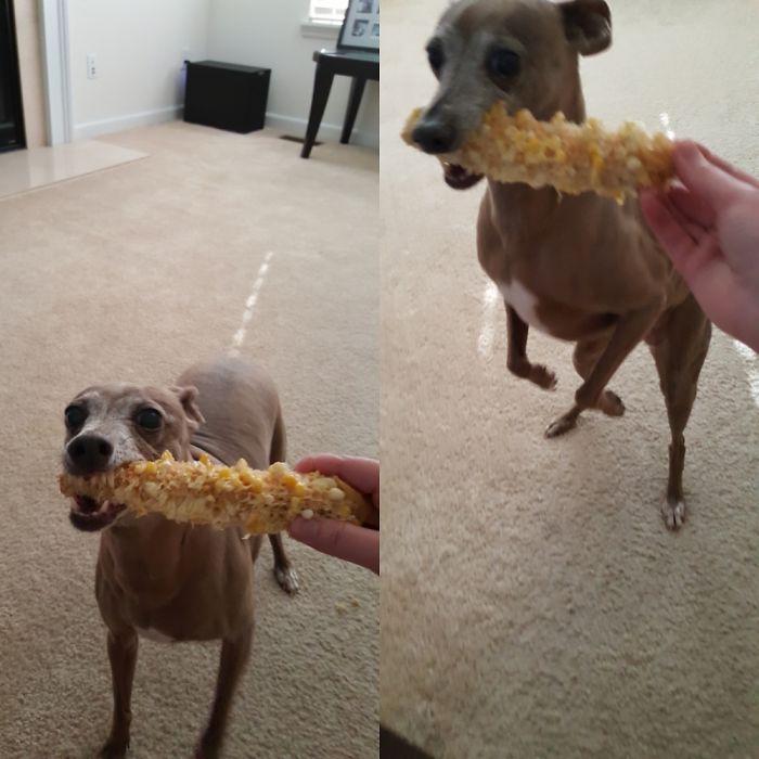 Pickles Is Very Serious About Her Corn On The Cob!!