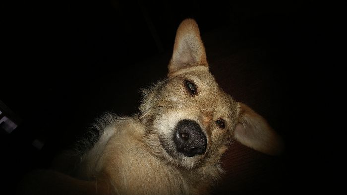 Bailey Looking Silly!