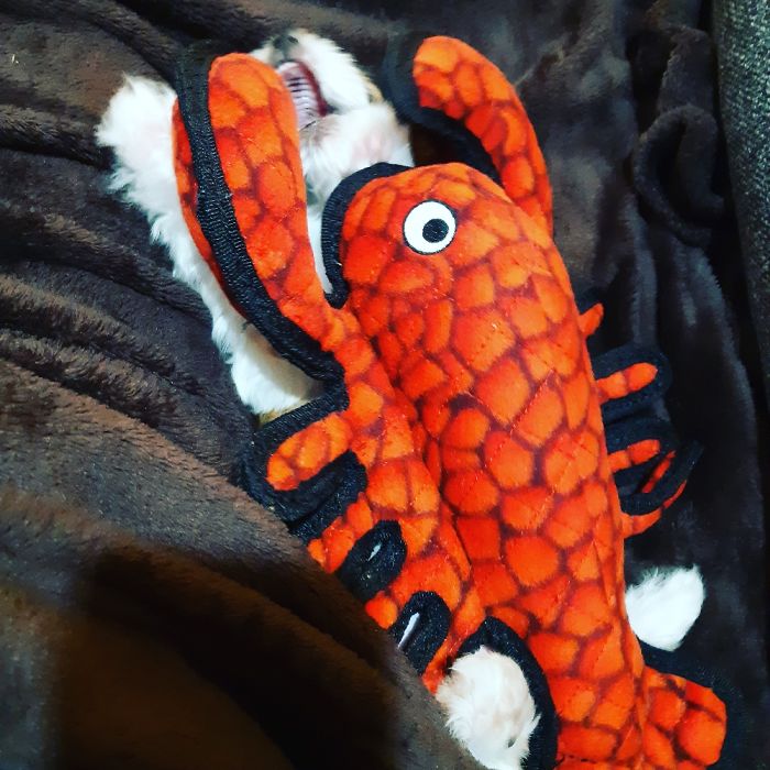 Bubble Being Attacked By A Lobster 😂🐶