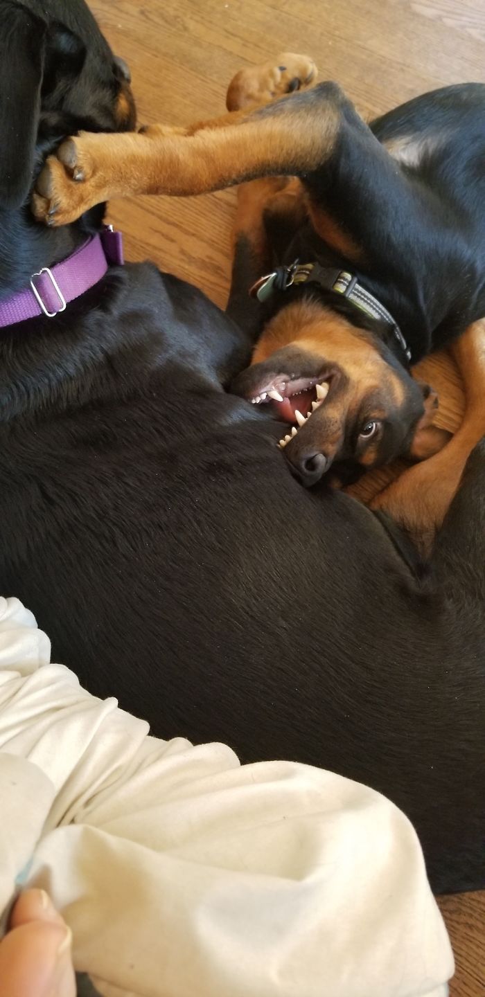 It Is Important To Bite Your Sister's Flab.