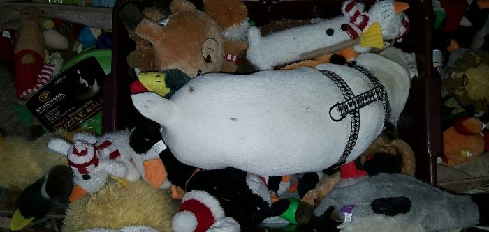 He Can't Find His Toy