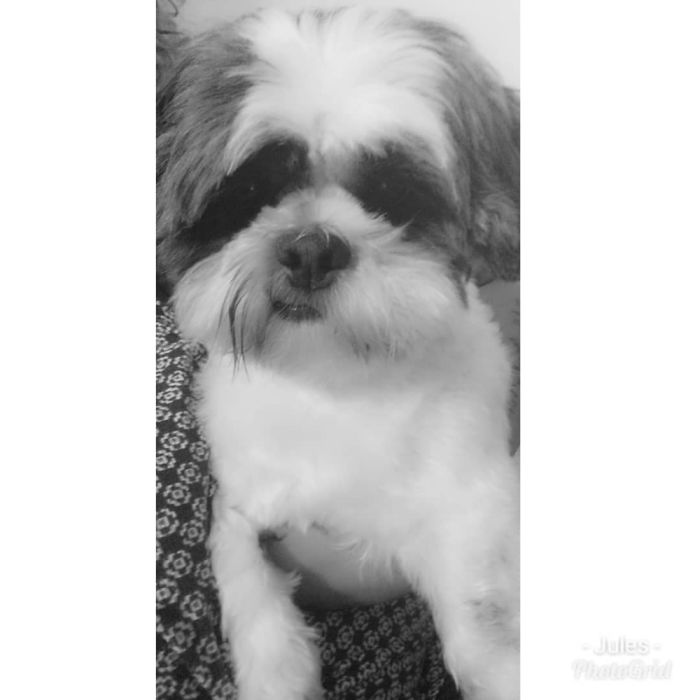 My Doggie Benji Has A Crooked Mouth That I Luv. He Is Saying Uh Uh You Are Lying..lol