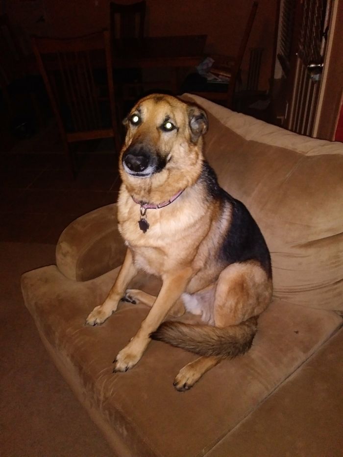 My Dog Just Farted..and Im Laughing. She Doesn't Get It.