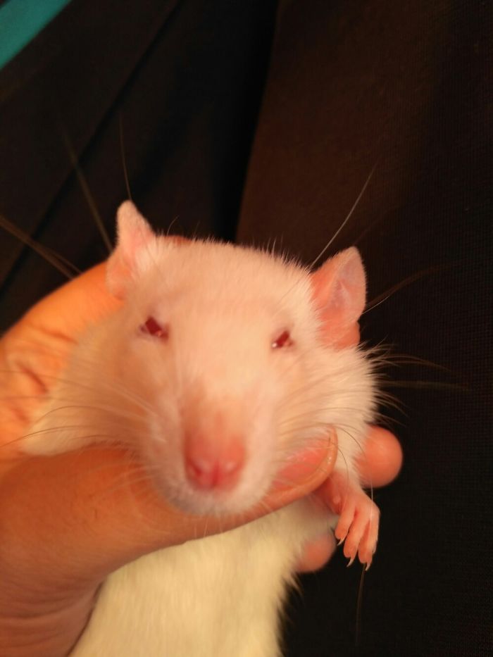 Ladies And Gentleman An Alien Rat !!