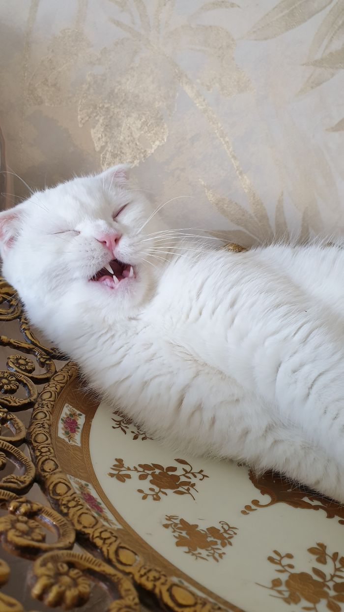 My Cat Yawning While He Sleeps