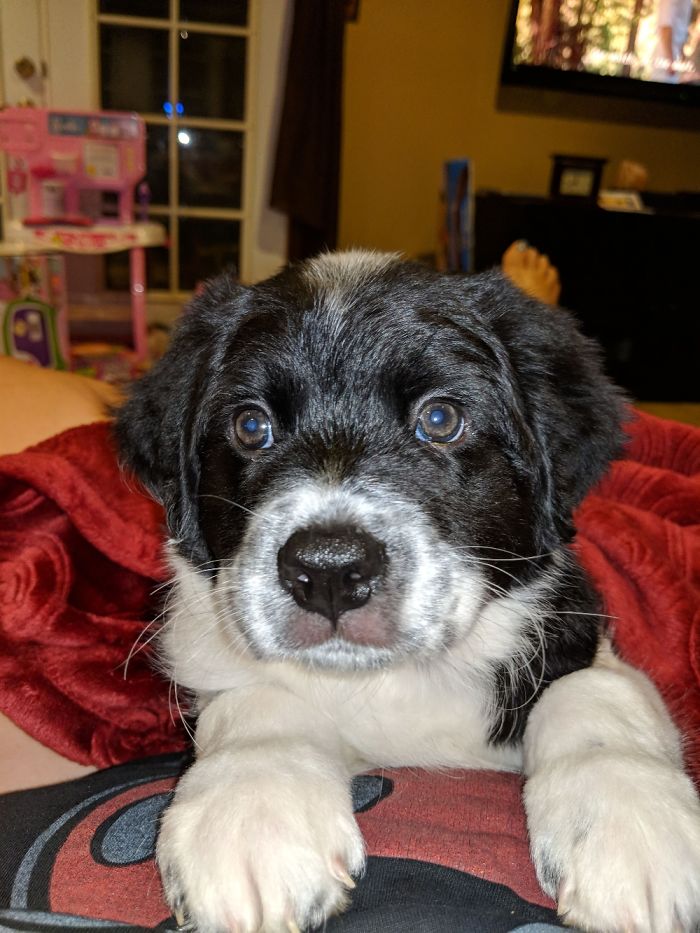 My Border Collie Rescue, Loki :)