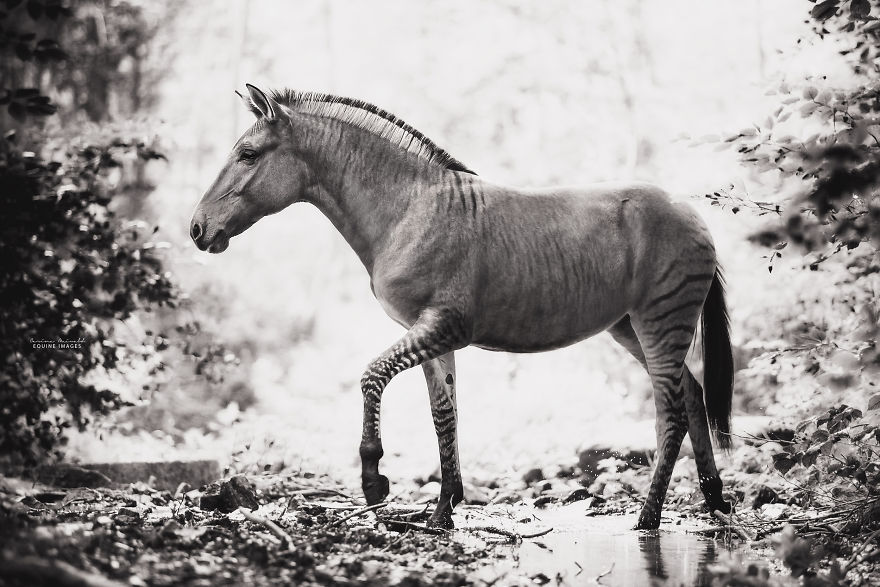 I Photographed A Zorse – The Hybrid Most People Don't Think Exists (10 Photos) I Photographed A Zorse – The Hybrid Most People Don't Think Exists (10 Photos)