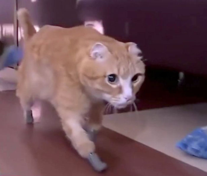 After This Cat Lost Its Limbs To Frostbite, People Set Him Up With 4 Prosthetic Ones