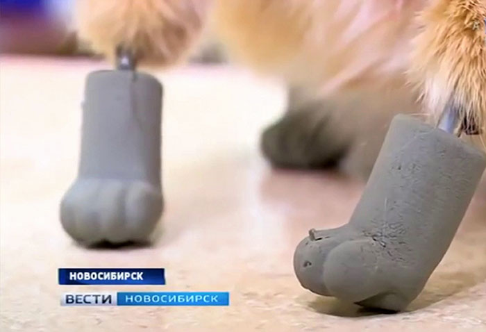 After This Cat Lost Its Limbs To Frostbite, People Set Him Up With 4 Prosthetic Ones After This Cat Lost Its Limbs To Frostbite, People Set Him Up With 4 Prosthetic Ones