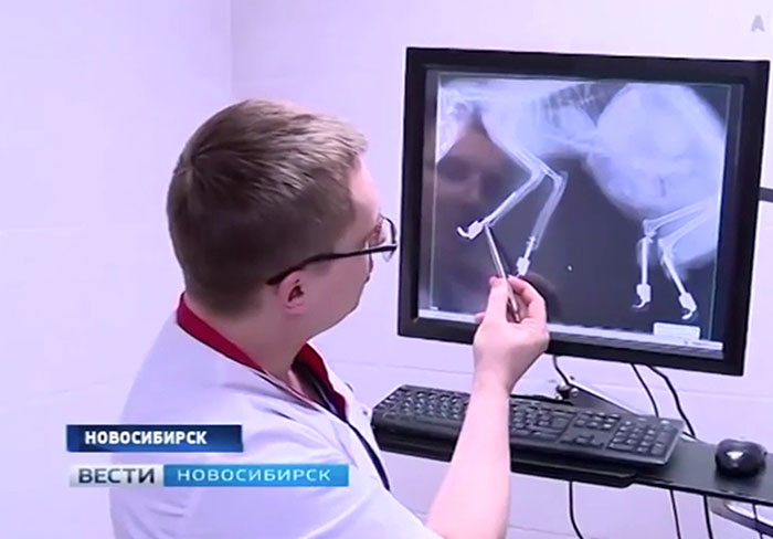 After This Cat Lost Its Limbs To Frostbite, People Set Him Up With 4 Prosthetic Ones After This Cat Lost Its Limbs To Frostbite, People Set Him Up With 4 Prosthetic Ones