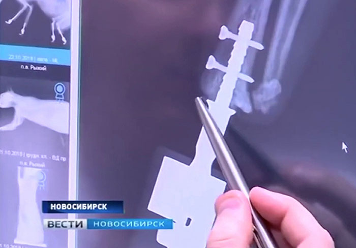 After This Cat Lost Its Limbs To Frostbite, People Set Him Up With 4 Prosthetic Ones After This Cat Lost Its Limbs To Frostbite, People Set Him Up With 4 Prosthetic Ones