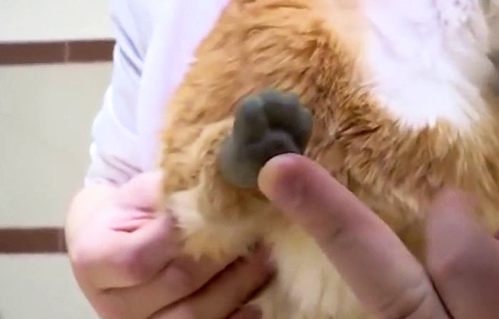 After This Cat Lost Its Limbs To Frostbite, People Set Him Up With 4 Prosthetic Ones