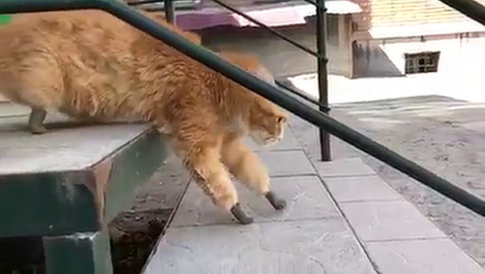 After This Cat Lost Its Limbs To Frostbite, People Set Him Up With 4 Prosthetic Ones