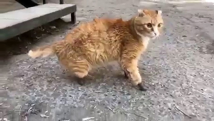 After This Cat Lost Its Limbs To Frostbite, People Set Him Up With 4 Prosthetic Ones