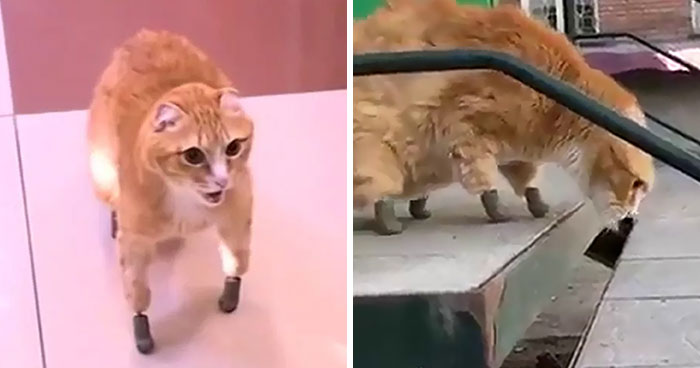 After This Cat Lost Its Limbs To Frostbite, People Set Him Up With 4 Prosthetic Ones