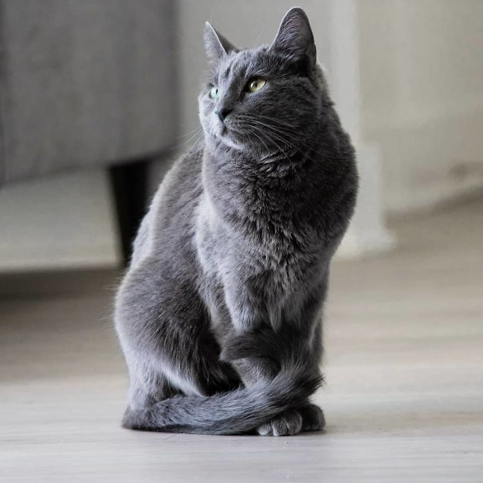 This Is What Happens When A Photographer Babysits Your Cat (10 Pics) This Is What Happens When A Photographer Babysits Your Cat (10 Pics)