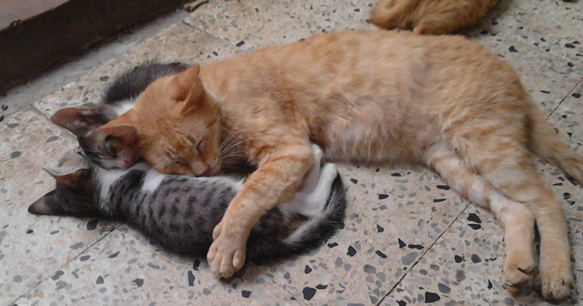 A Cat Repaying Kindness