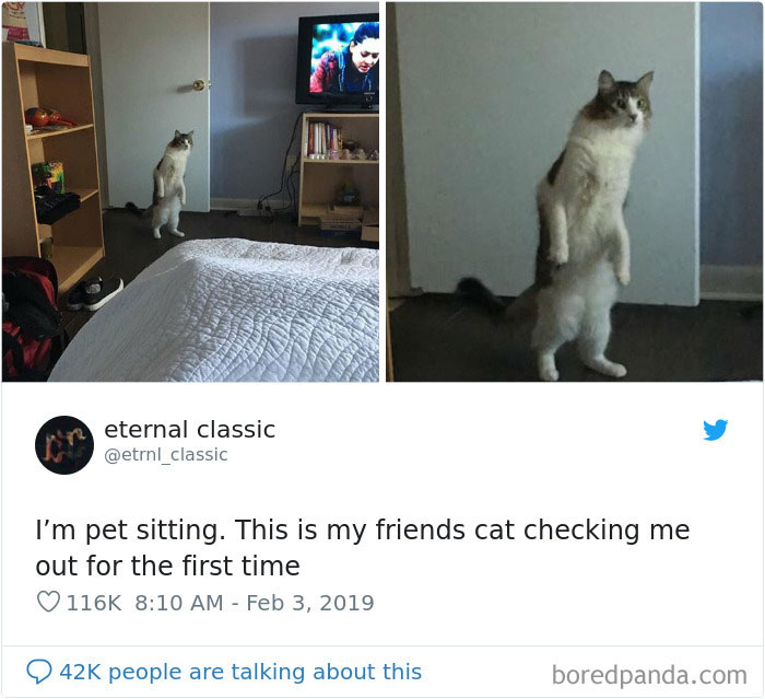 Cat-Tweets