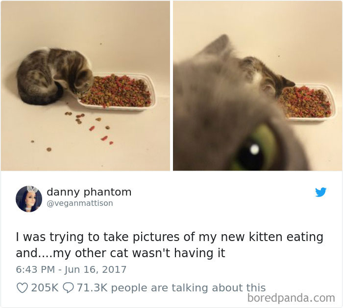 Cat Tweets