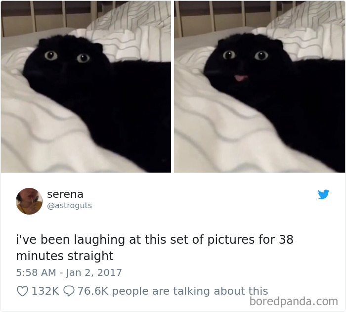 Cat Tweets
