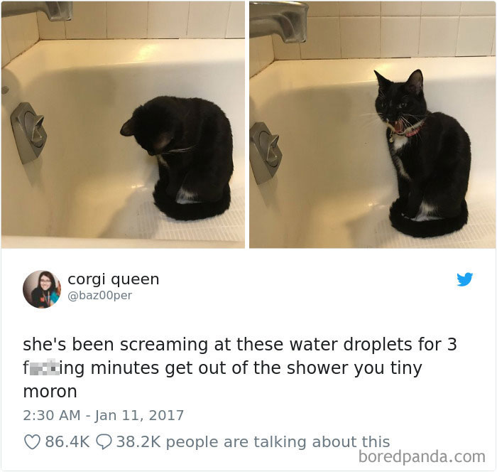 Cat Tweets