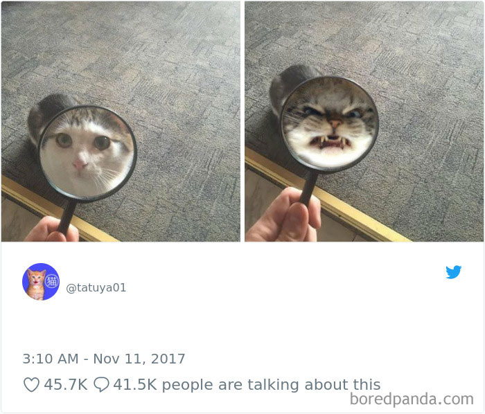 Cat Tweets