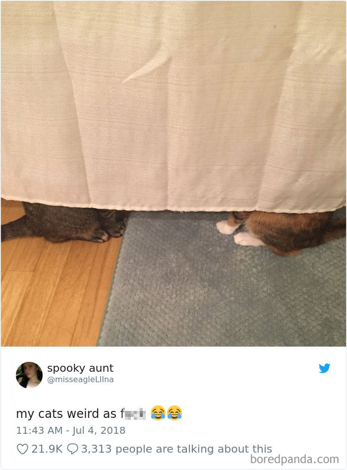 Cat Tweets