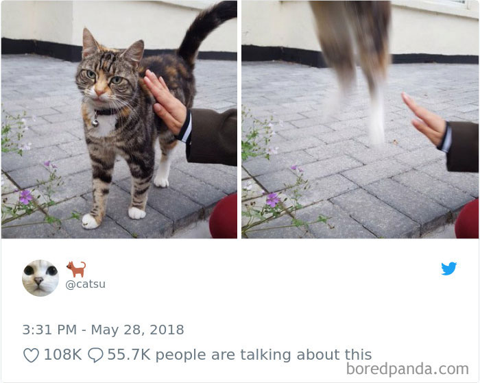 Cat Tweets