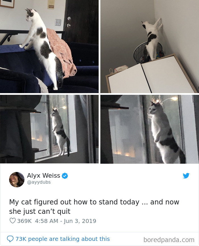 Cat-Tweets