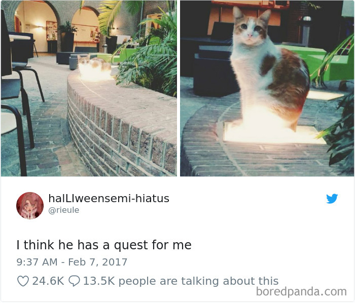 Cat Tweets