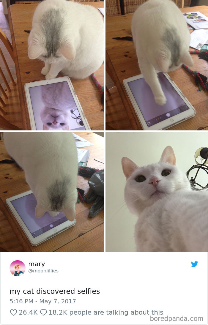 Cat Tweets