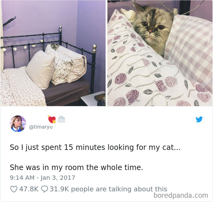 Cat Tweets