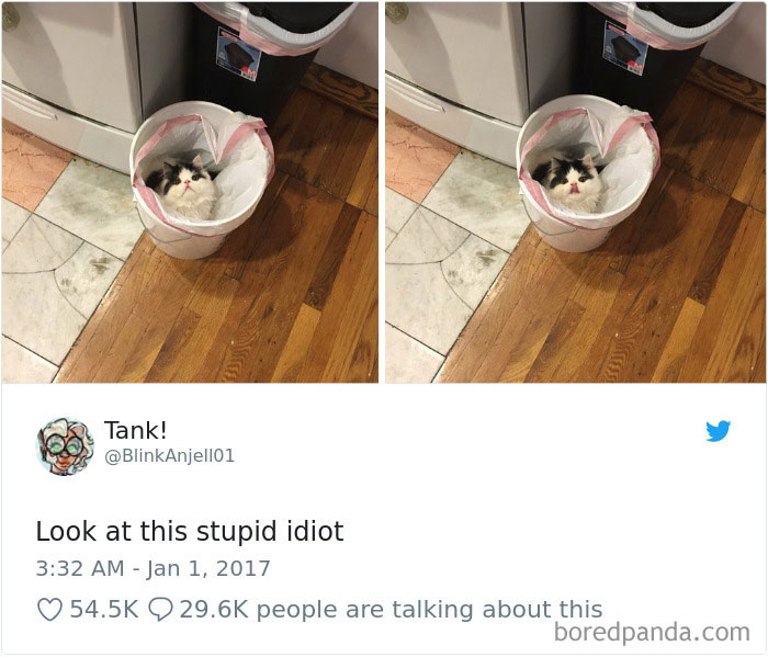 Cat Tweets