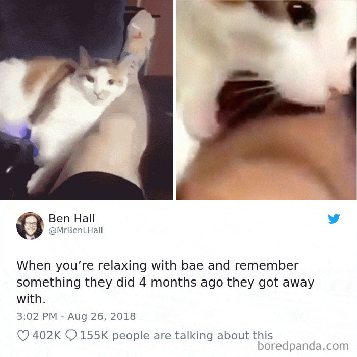 Cat Tweets
