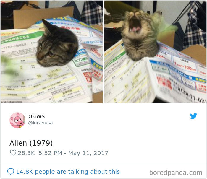 Cat-Tweets