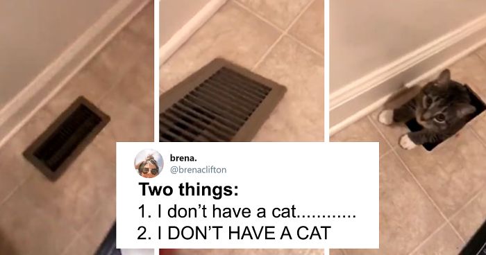 45 Of The Funniest Cat Tweets