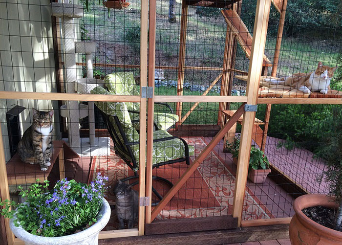 Cat Patios