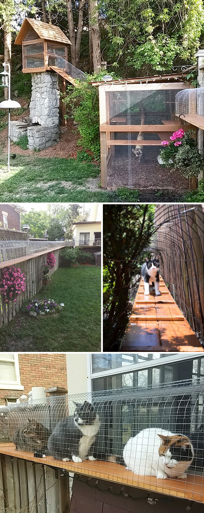 Cat Patios